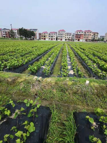 葡萄苗基地18